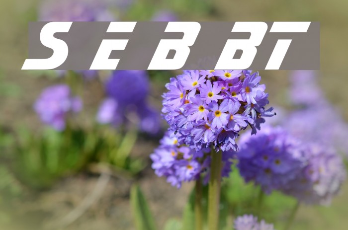 Sonic Extra Bold BT Example 3