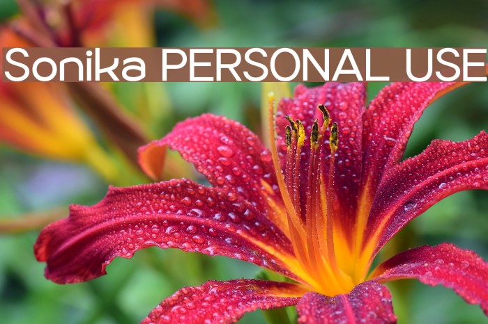 Sonika PERSONAL USE Font examples