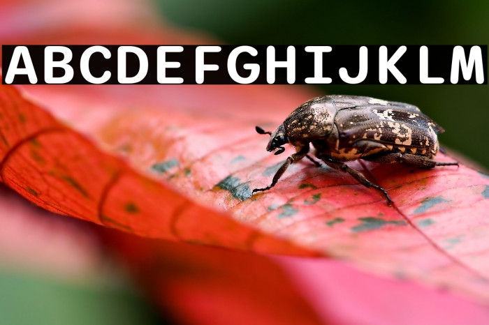 Sono SemiBold Example 2