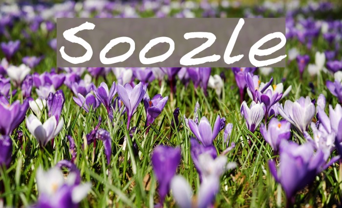 Soozle Font examples