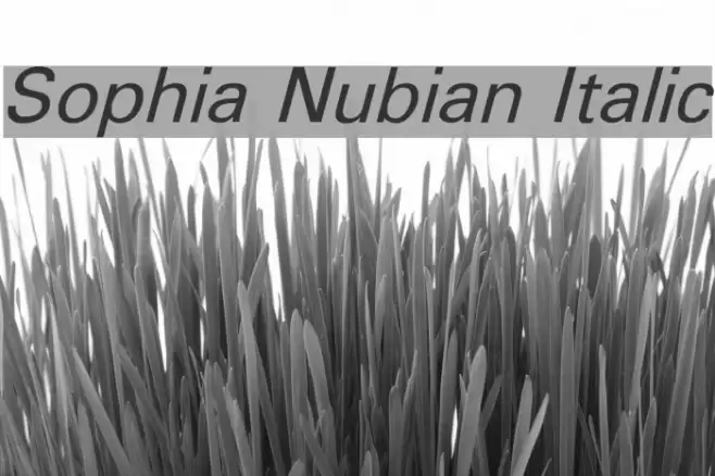 Sophia Nubian Italic Font examples