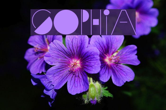 Sophia Font examples
