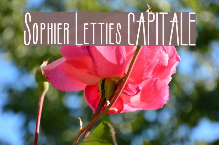 Sophier Letties CAPITALE Example 2