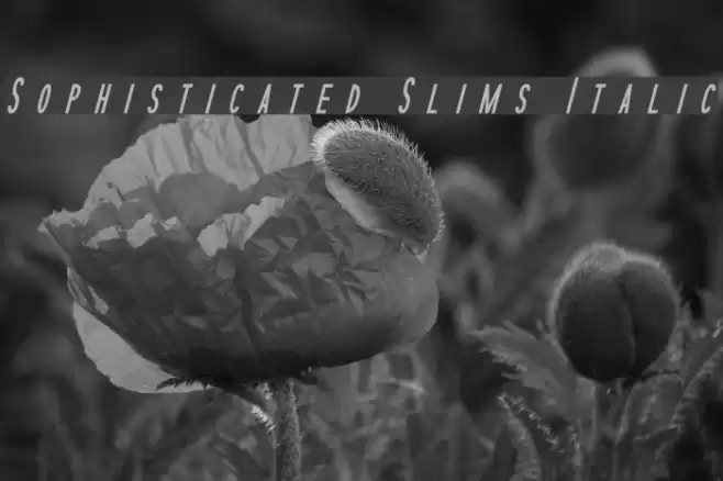 Sophisticated Slims Italic Font examples