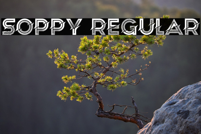 Soppy Regular Example 2