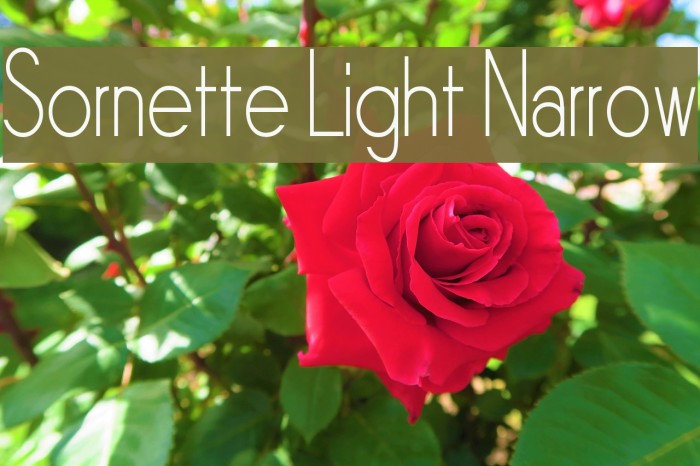 Sornette Light Narrow Example 3