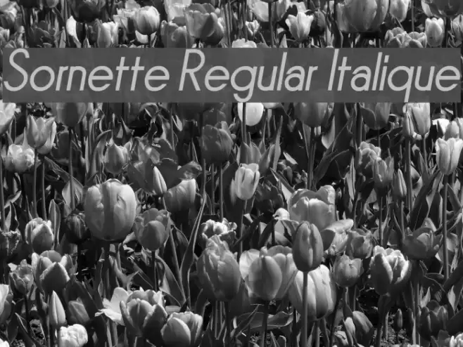 Sornette Regular Italique Font examples