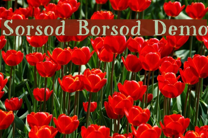 Sorsod Borsod Demo Example 1