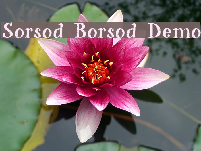 Sorsod Borsod Demo Example 3