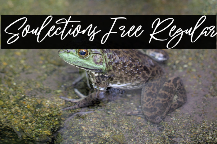 Soulections Free Regular Example 3