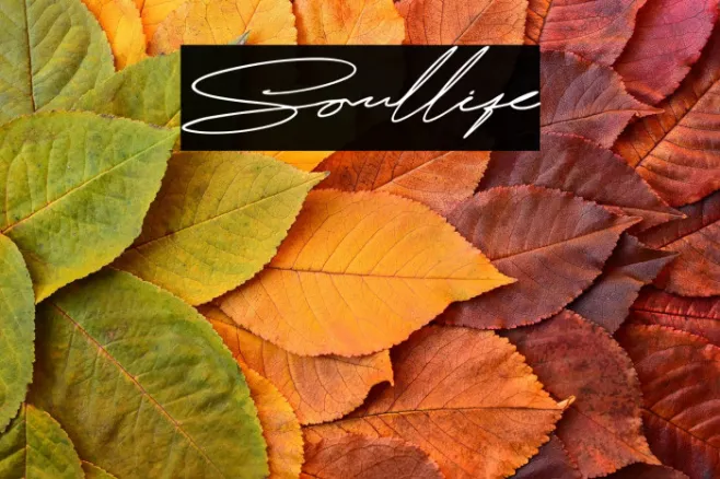 Soullife Example 3