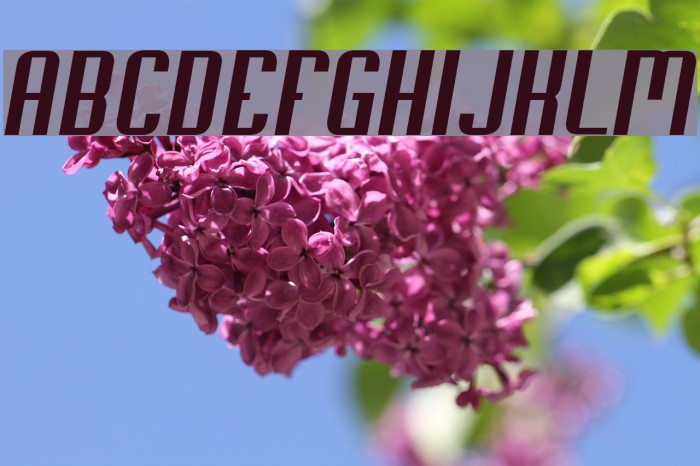 Soupertrouper Oblique Font examples