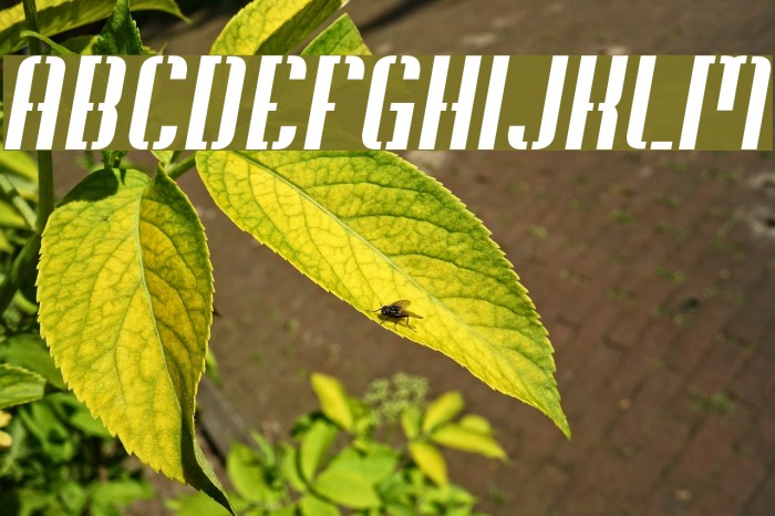 Soupertrouper StencilOblique Font examples