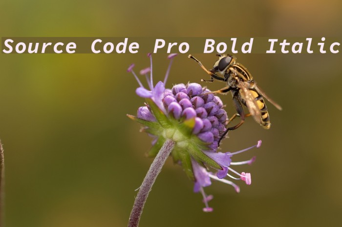 Source Code Pro Bold Italic Font examples