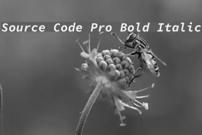 Source Code Pro Bold Italic Font examples