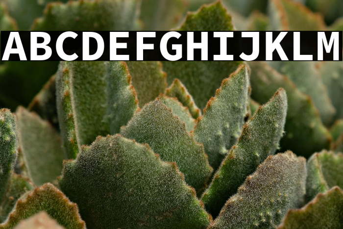 Source Code Pro Bold Example 3