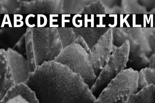 Source Code Pro Bold Font examples