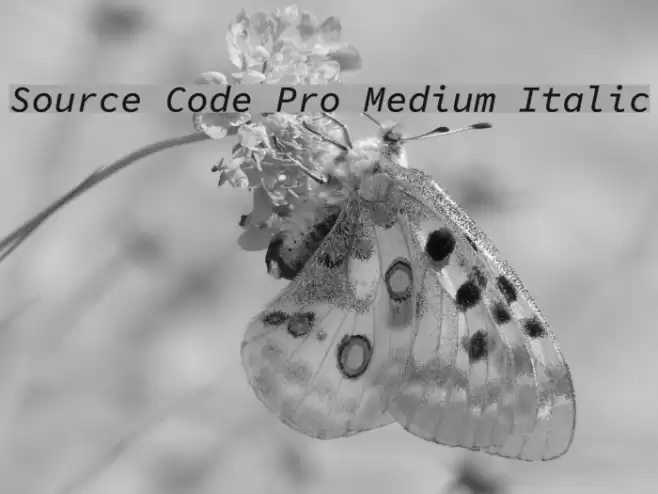 Source Code Pro Medium Italic Font examples