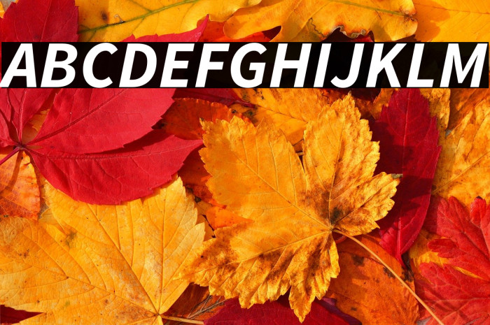 Source Sans Pro Bold Italic Example 1