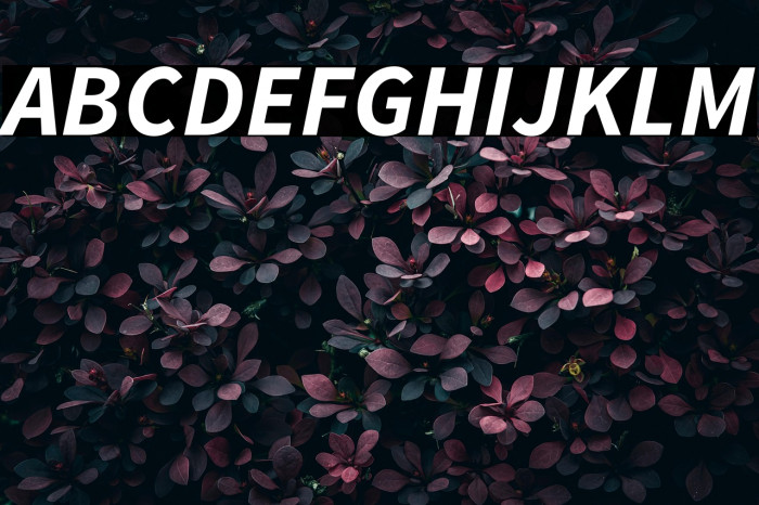 Source Sans Pro Bold Italic Example 2