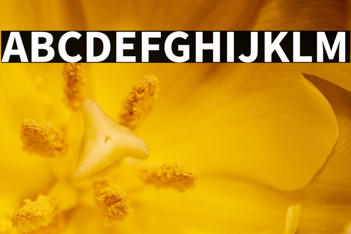 Source Sans Pro Bold Example 1