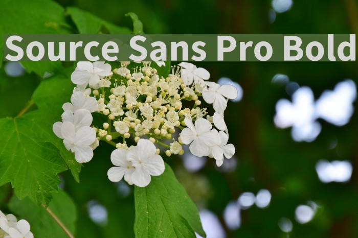 Source Sans Pro Bold Font examples