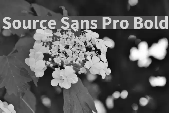 Source Sans Pro Bold Font examples