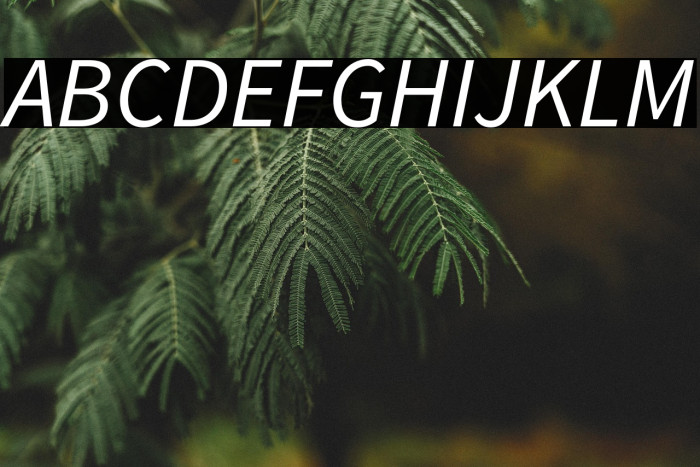 Source Sans Pro Italic Example 3