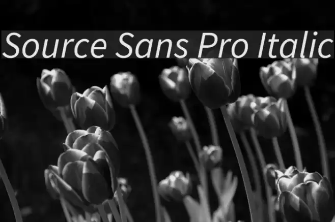 Source Sans Pro Italic Font examples