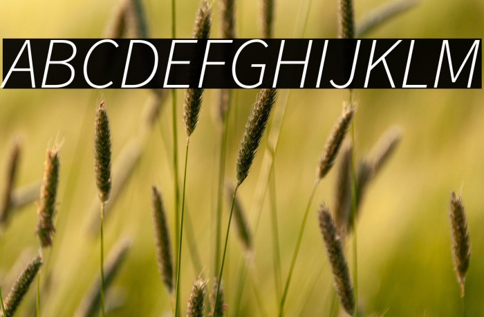 Source Sans Pro Light Italic Example 1