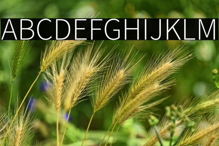 Source Sans Pro Light Example 1