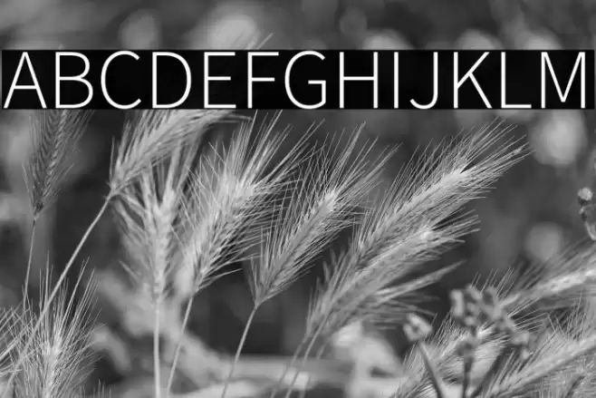 Source Sans Pro Light Font examples