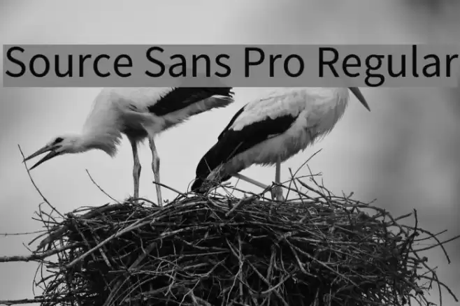 Source Sans Pro Regular Font examples