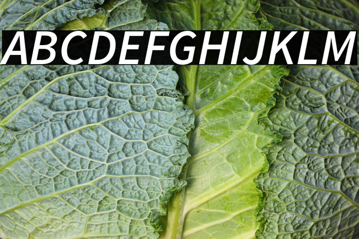 Source Sans Pro Semibold Italic Example 1