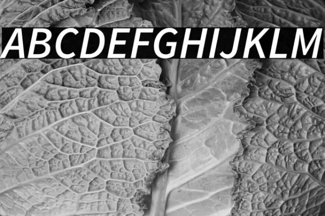 Source Sans Pro Semibold Italic Font examples