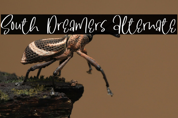 South Dreamers Alternate Example 2