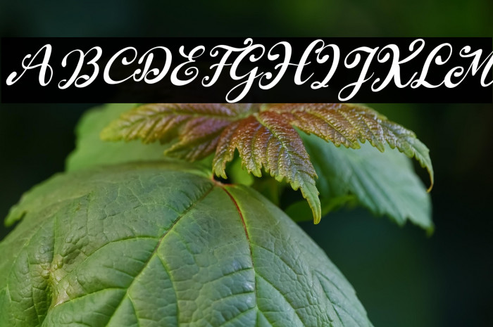 South Forest Italic Example 3