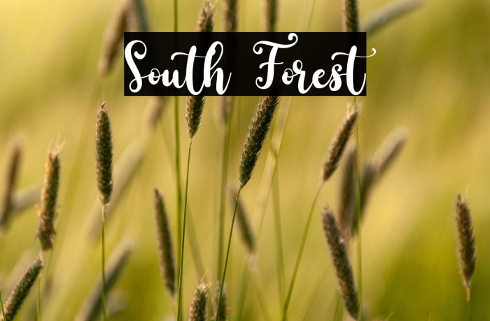 South Forest Example 2