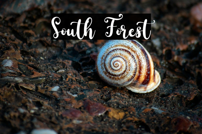 South Forest Example 3