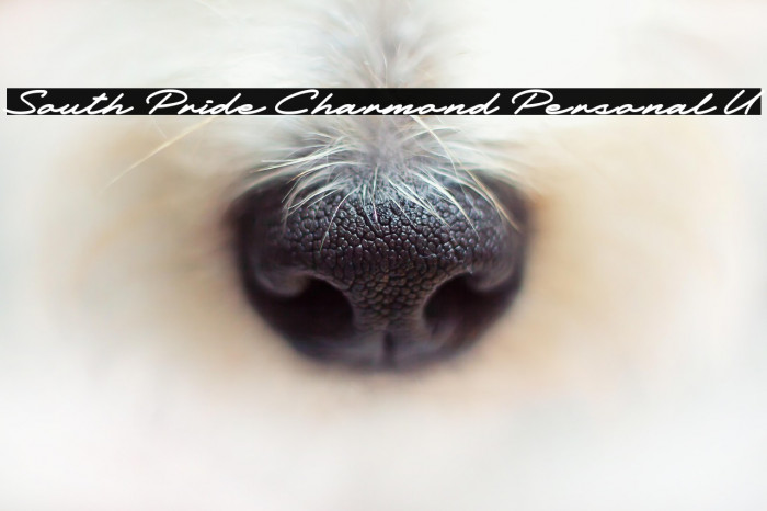 South Pride Charmond Personal U Example 3