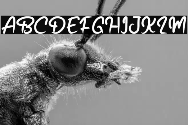 South Sea Font examples