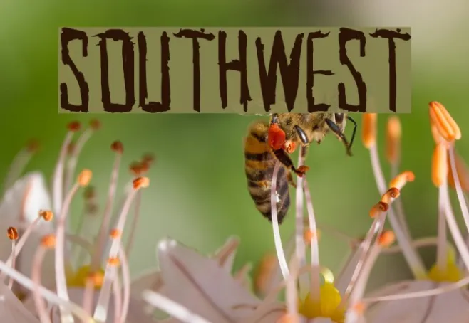SouthWest Example 1