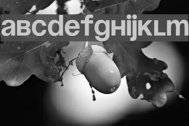 Soyuz Grotesk Bold Font examples