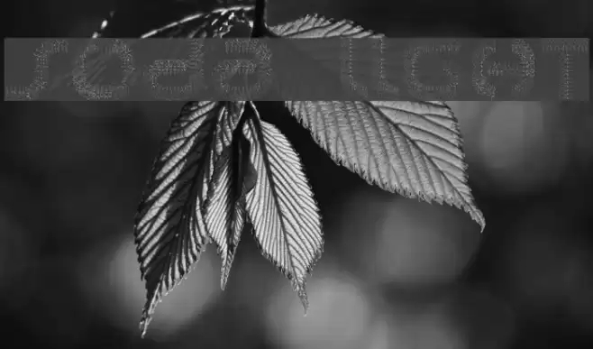 soda light Font examples