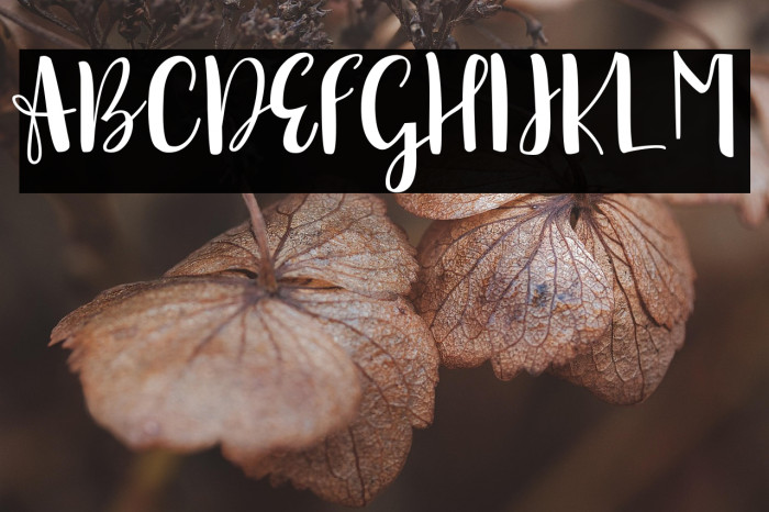 sonya demo version Regular Example 2