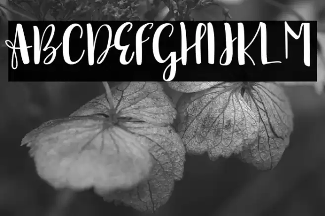 sonya demo version Regular Font examples