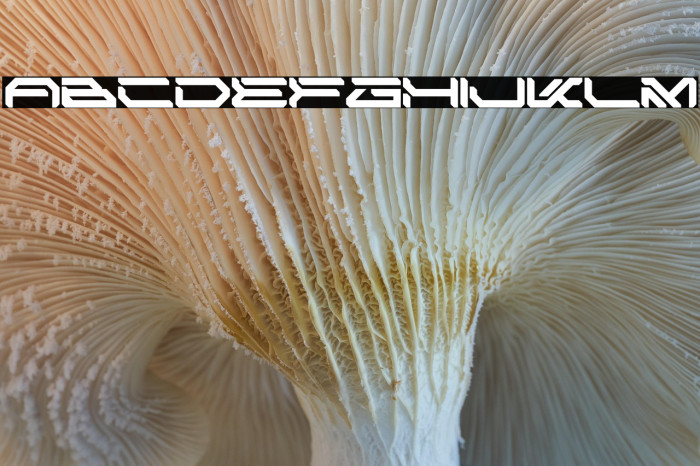 SPACE ARMOR Example 2