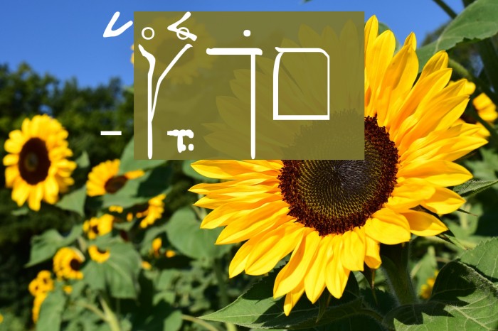 SPDamascus Example 1