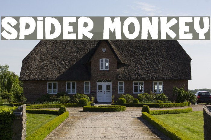 SPIDER MONKEY Font examples