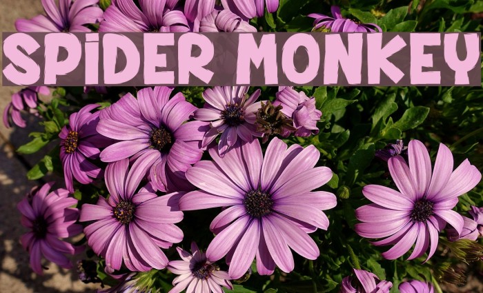 SPIDER MONKEY Font examples